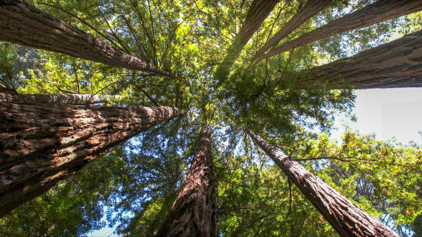 How Our Tree Care Process Works  in  St James, MN