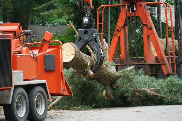 Leaf Removal in St James, MN